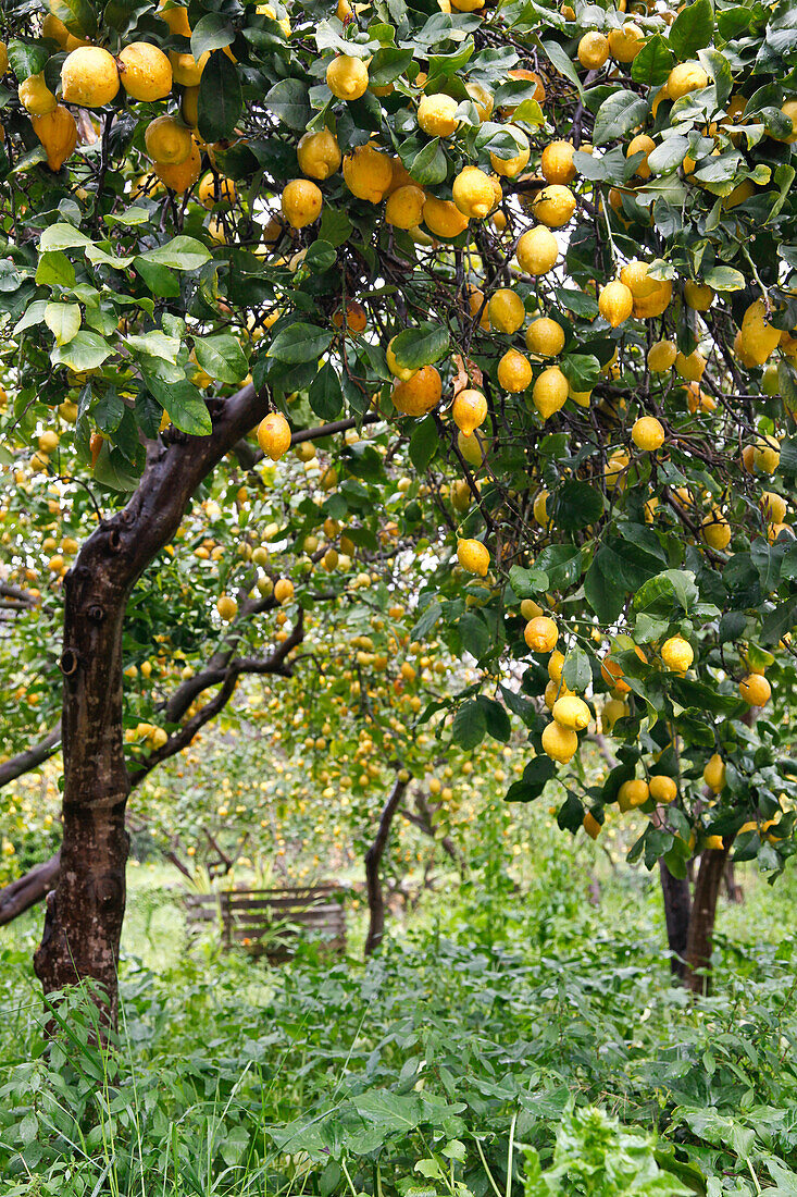 Lemon trees with rape leomns, citrus garden, Soller, Mallorca, Spain