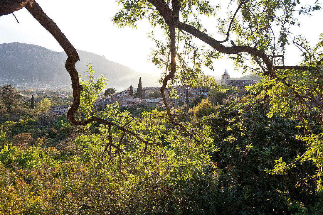 Blick über das Tal von Soller und den Ort Biniaraix durch Olivenbäume, Tramantura, Biniaraix, Soller, Mallorca, Spain