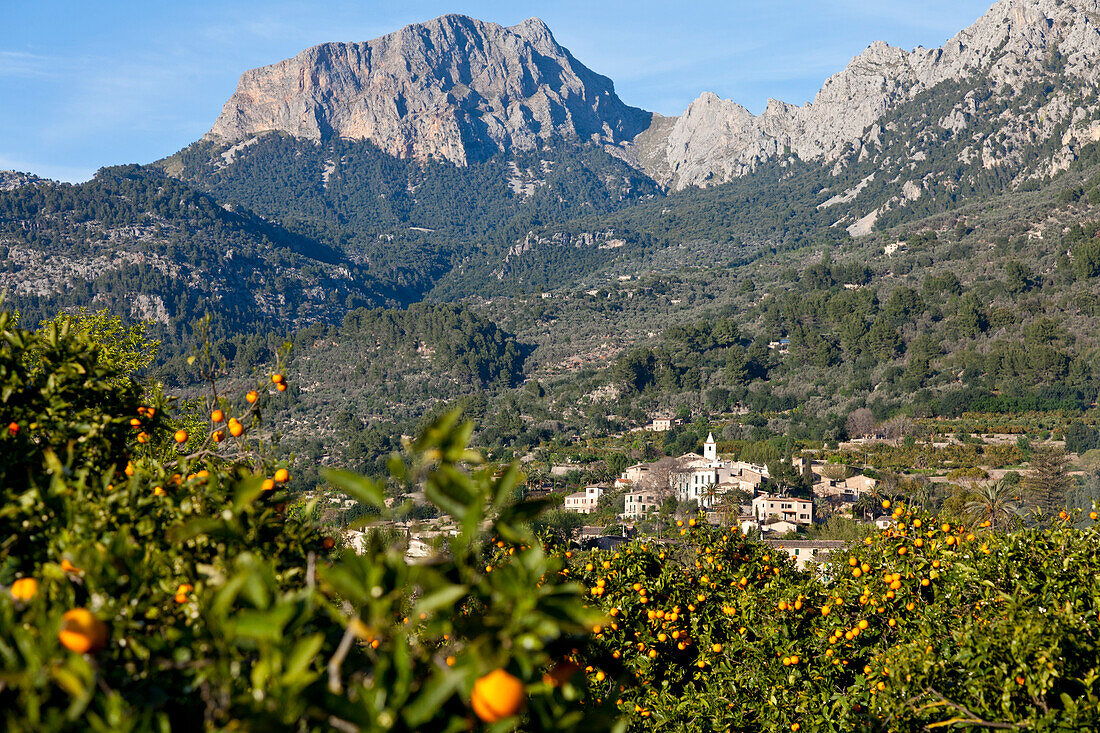 Blick über einen Orangenhain in Richtung Biniaraix, Puig Major, höchter Berg der Insel, Tal von Soller, Tramantura, Soller, Mallorca, Spain