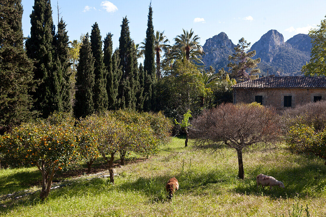 Country house with park and garden, Jardines de Alfabia, Tramantura, Bunyola, Mallorca, Spain
