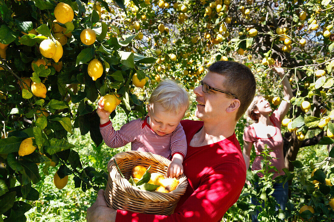 Father, mother and son picking lemos, lemon grove, Soller, Mallorca, Spain