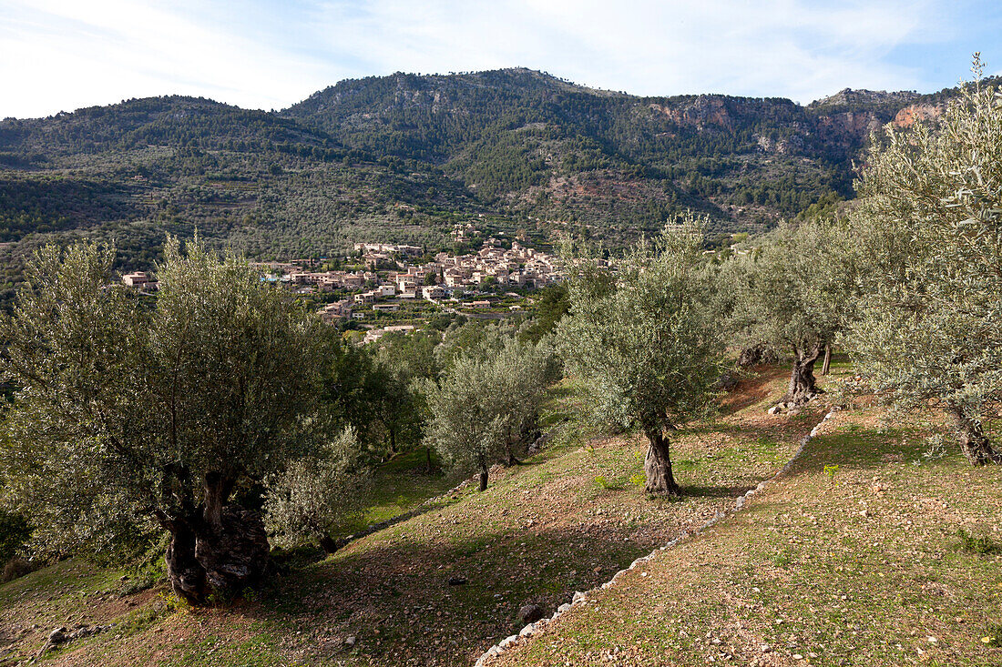 Schönstes Dorf Spaniens, Fornalutx, im Tal der Orangen, Olivenhain, Olivenbäume, Steinterrassen, Fornalutx, Serra de Tramuntana, UNESCO Weltnaturerbe, Mallorca, Spanien