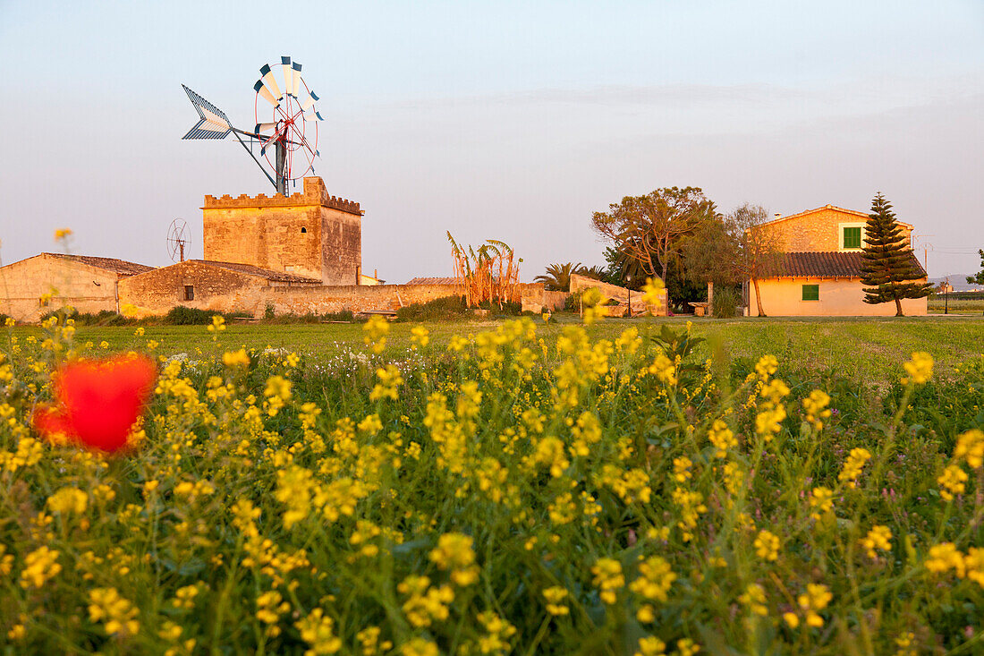 Wind mill with flower meadow in summer, symbol of Mallorca, Es Pla, near Palma de Mallorca, Spain