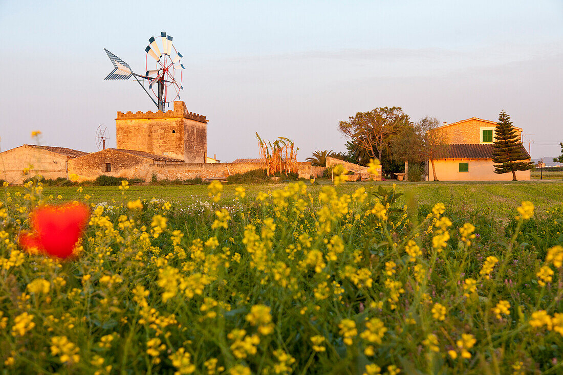 Windmühle mit einer Blumenwiese im Sommer, Wahrzeichen, Symbol von Mallorca, Es Pla, Mohnblume, bei Palma de Mallorca, Mallorca, Spanien