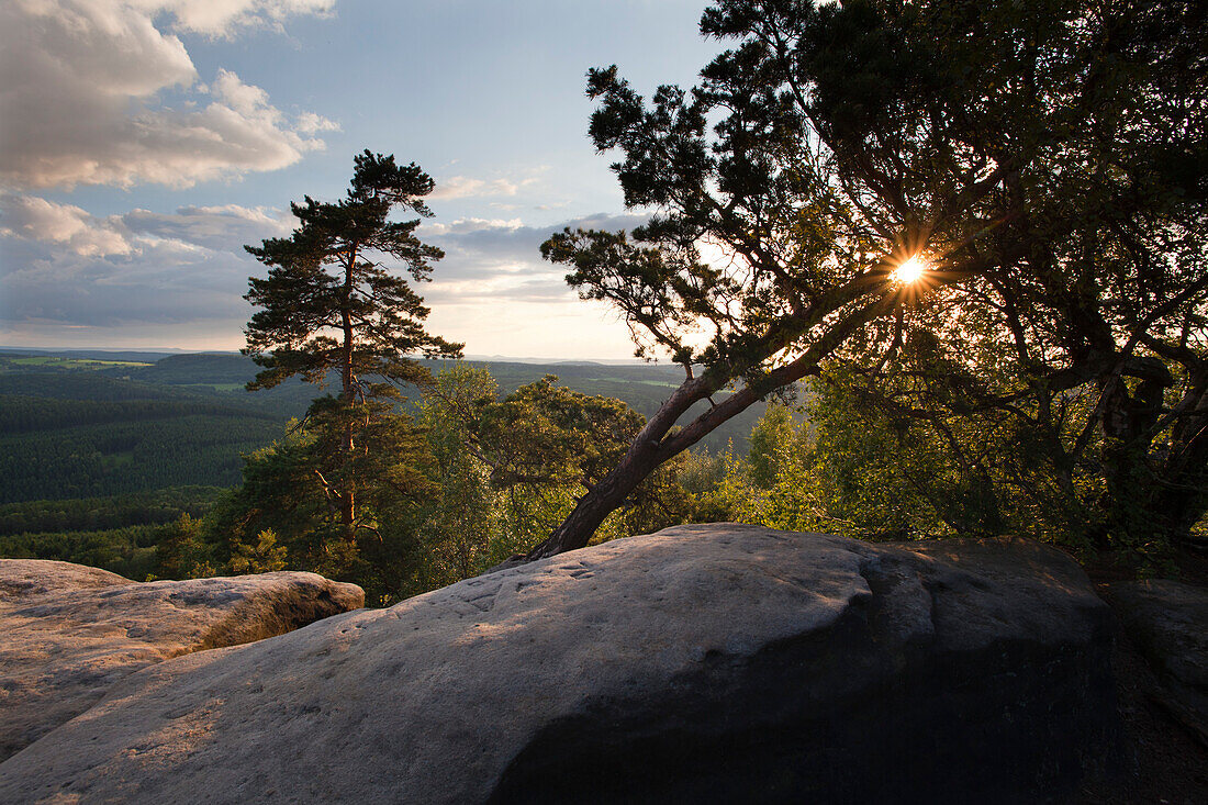 Pine trees at Pfaffenstein Rock at sunset, National Park Saxon Switzerland, Elbe Sandstone Mountains, Saxony, Germany, Europe