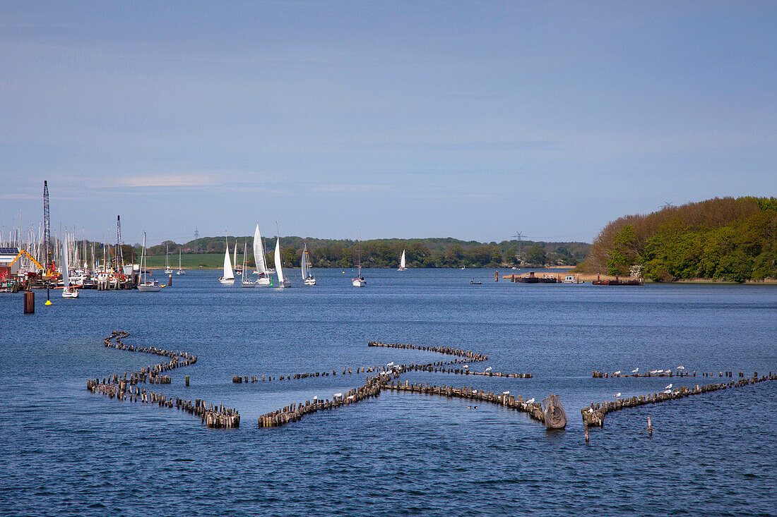 Fish trap for herrings at the Schlei fjord, Kappeln, Schlei, Baltic Sea, Schleswig-Holstein,  Germany, Europe