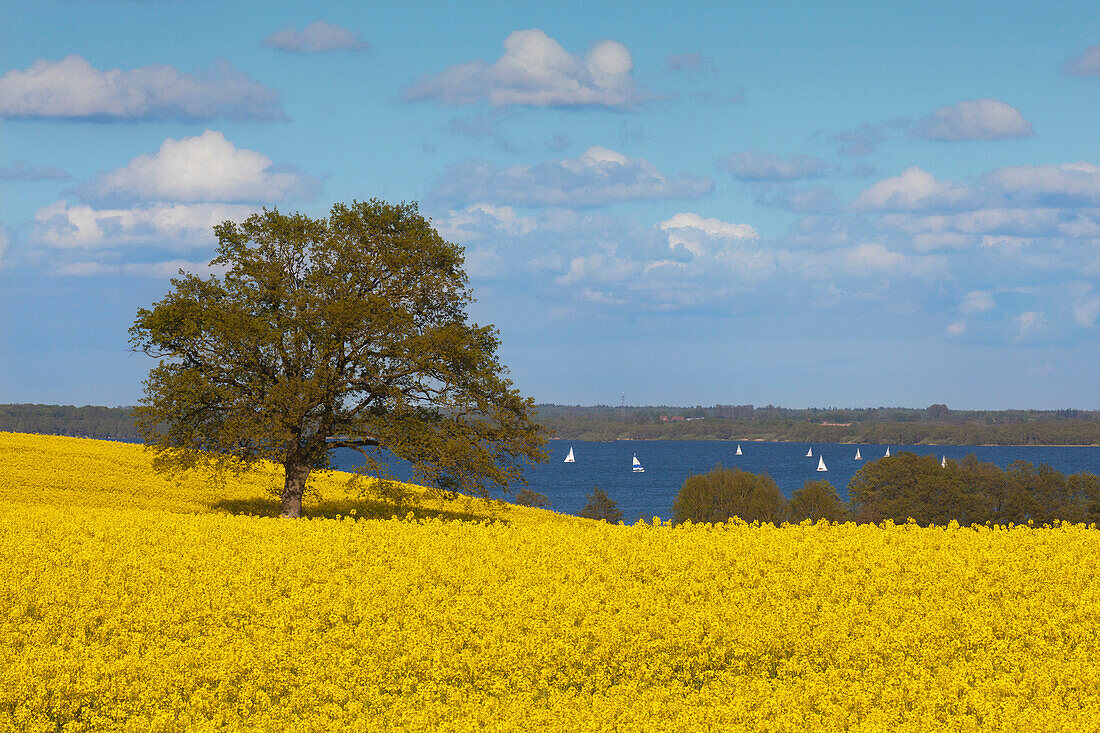 Oak in rape field, sailing boats on lake Wittensee, Baltic Sea, Schleswig-Holstein, Germany, Europe