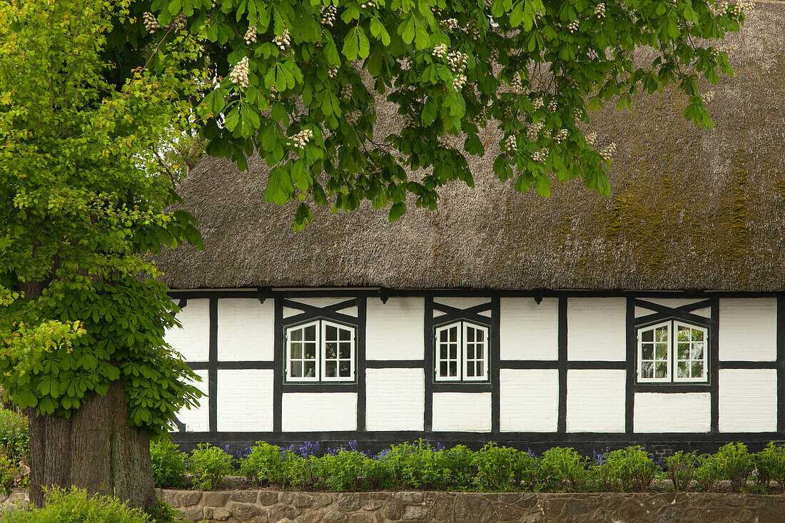 Kastanie vor reetgedecktem Fachwerkhaus, Sieseby, Ostsee, Schleswig-Holstein, Deutschland, Europa