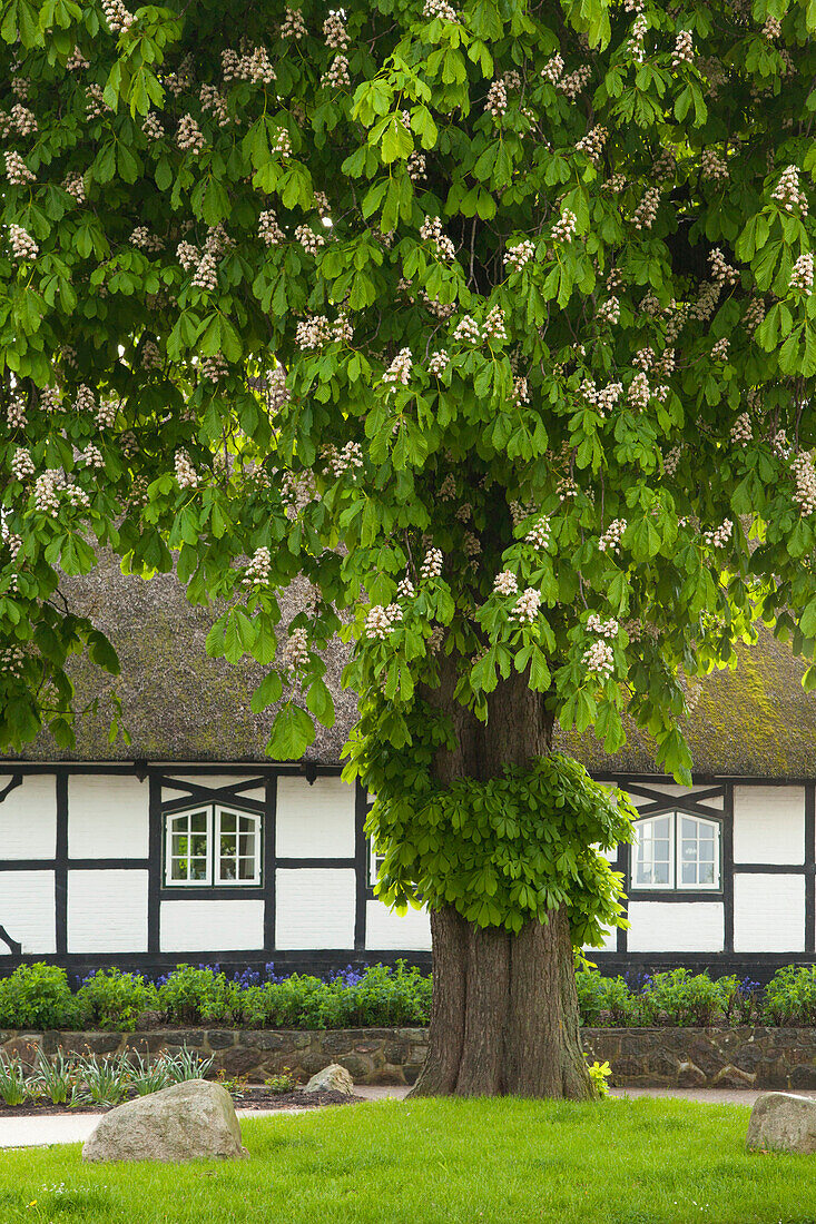 Horse chestnut in front of a half-timbered house with thatched roof, Sieseby, Baltic Sea, Schleswig-Holstein, Germany, Europe