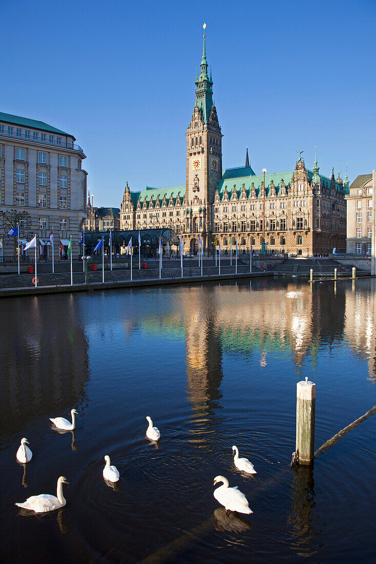 Schwäne auf dem Alsterfleet vor dem Rathaus, Hamburg, Deutschland, Europa