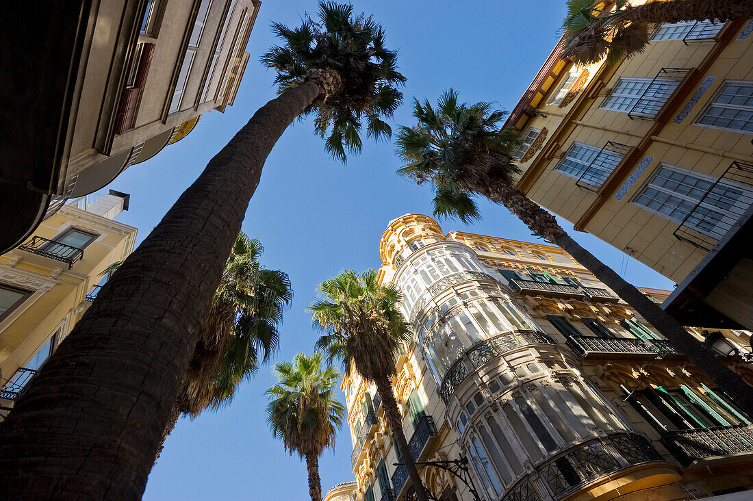 Blick von unten auf Häuser und Palmen in der Altstadt, Malaga, Andalusien, Spanien, Europa