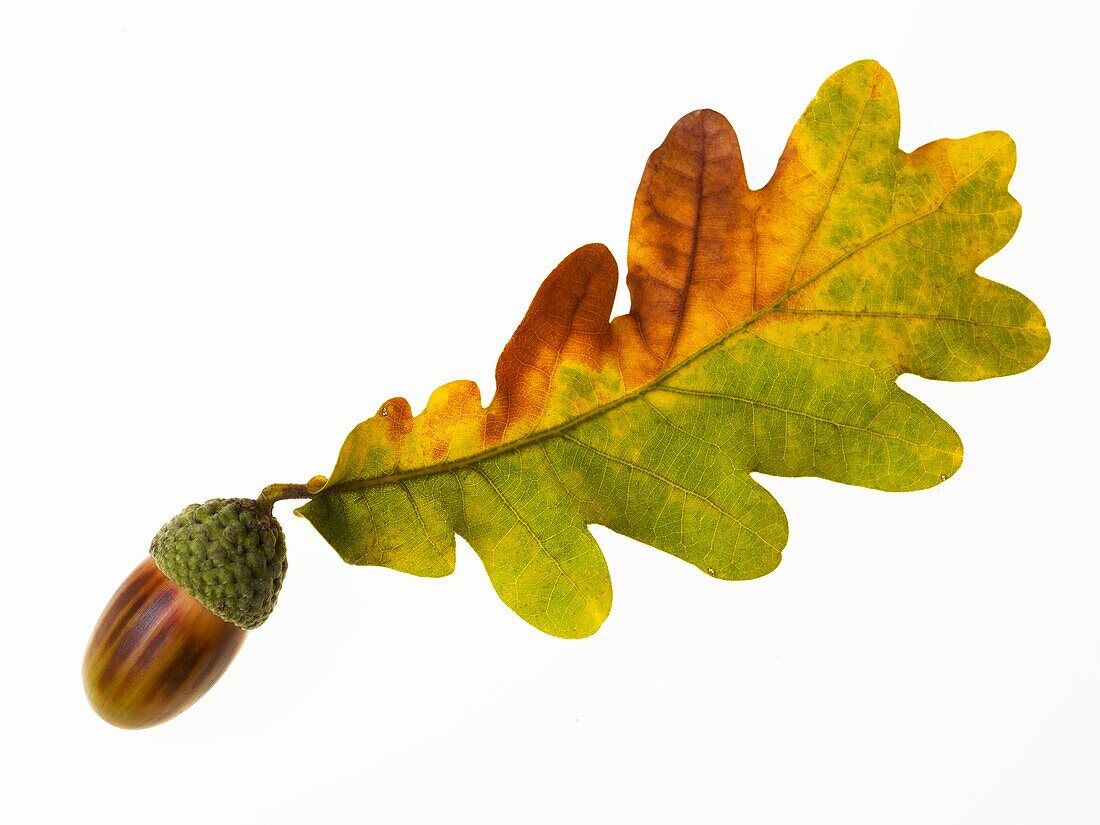 Close up on an oak, acorn tree, autumn
