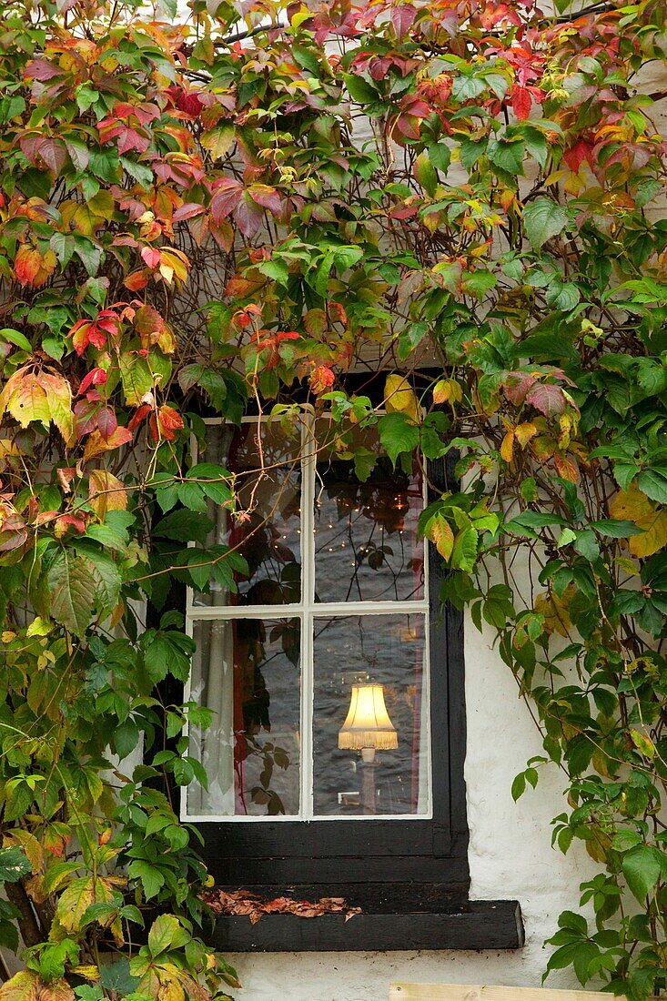 England, Cornwall,window with ivy in Polperro