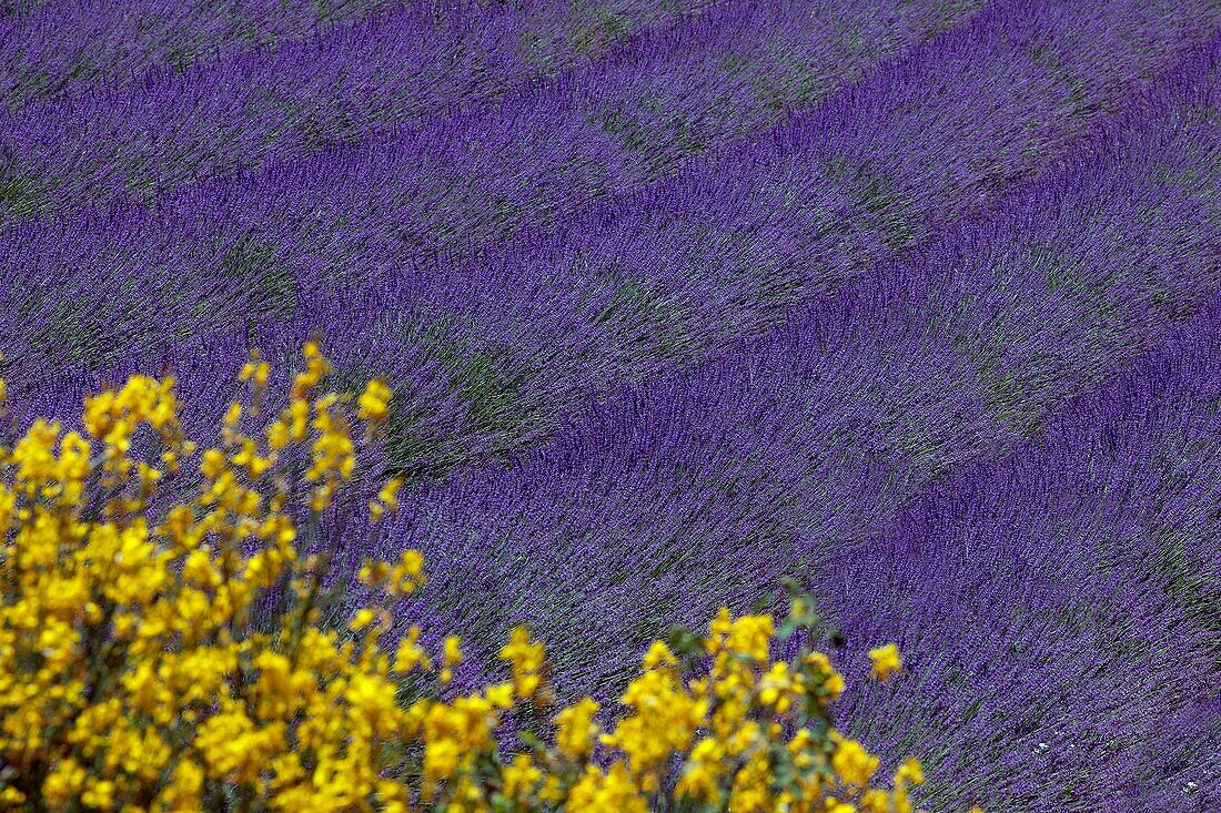Lavender field and broom