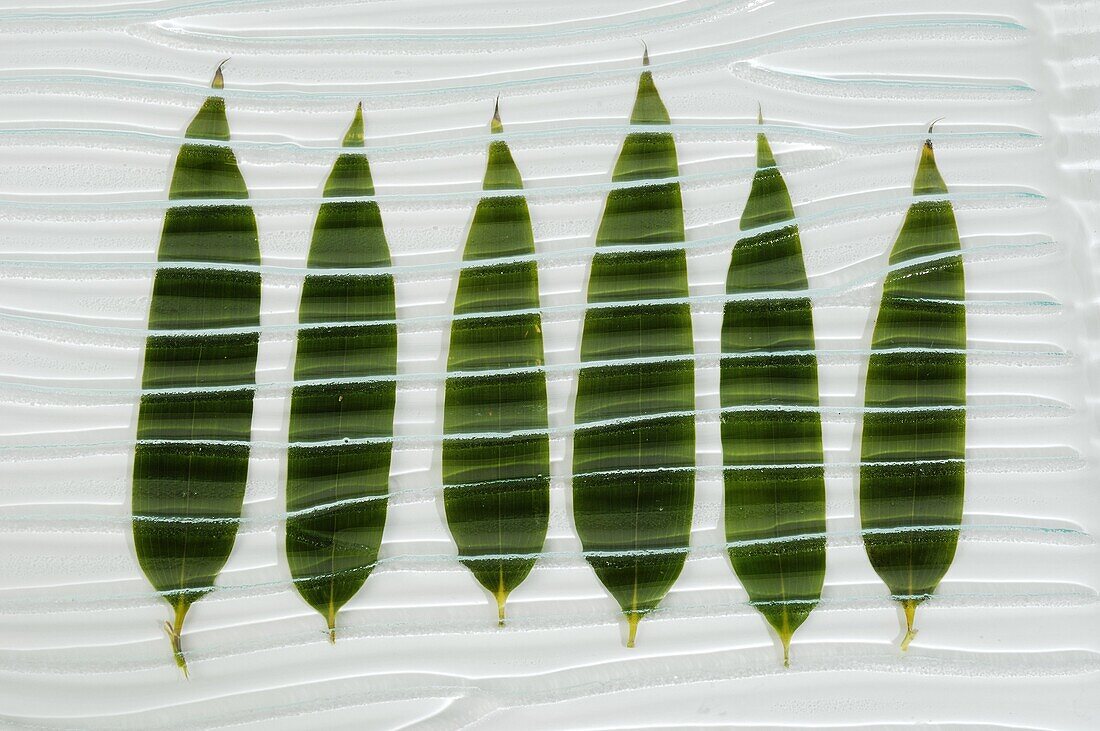 Bamboo leaves under a piece of ondulated glass