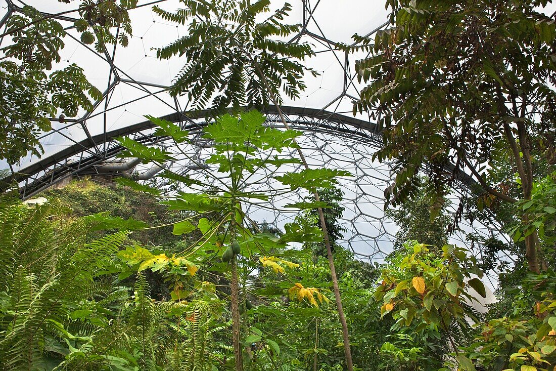 Cornwall, U.K,The Eden Project, Indoor the Rainforest Biome