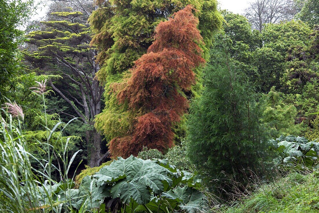 U.K , Cornwall, Glendurgan Garden, Taxodium distichum