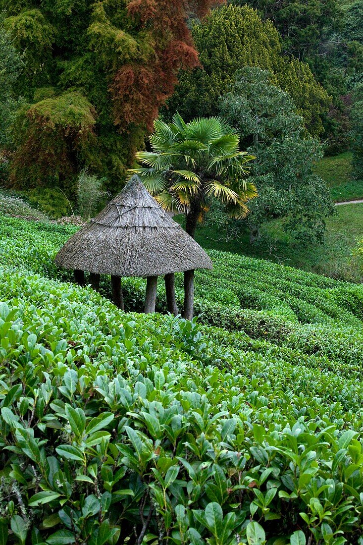 U.K , Cornwall, Glendurgan Garden, the Maze