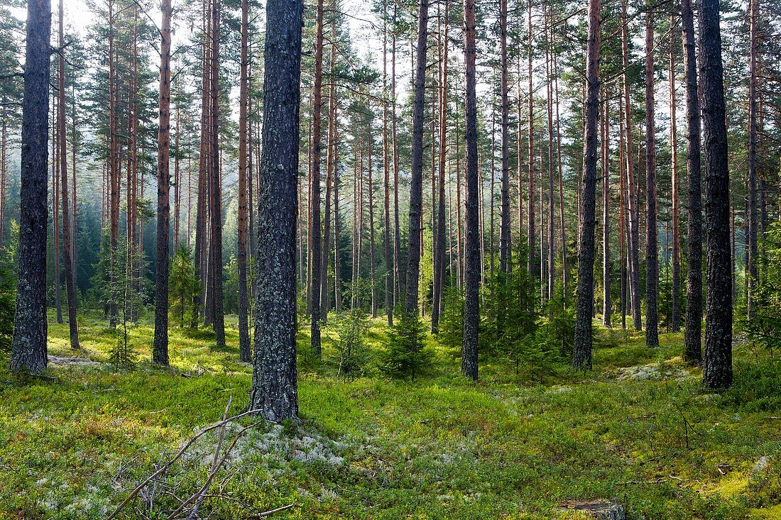 Europe, Norway, Telemark, Heddal, Forest