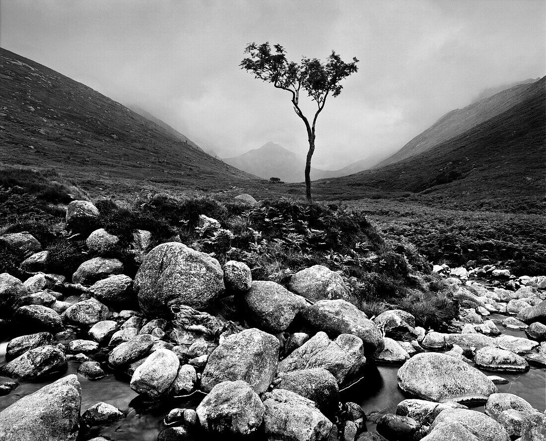 Single Tree, Glen Rosa, Isle of Arran, Scotland, Uk