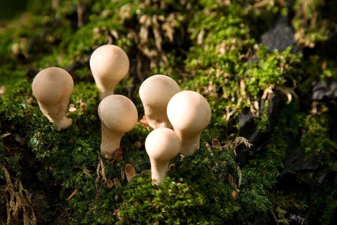 toadstools in autumn, fungi