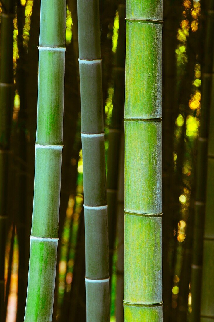 Japan, Kansai, Arashiayama, Bamboo Forest, Close-up of stems