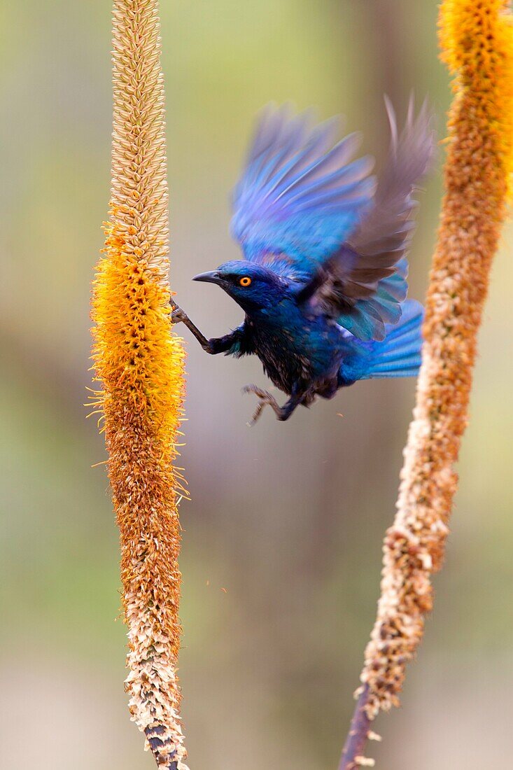 Cape glossy starling Lamprotornis nitens, Kruger National Park, South Africa