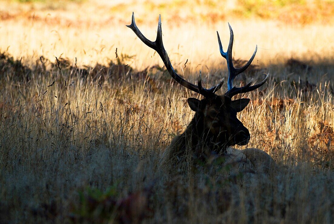 Shadow of Bull Elk sitting in Grass, Praire redwoods state park, California