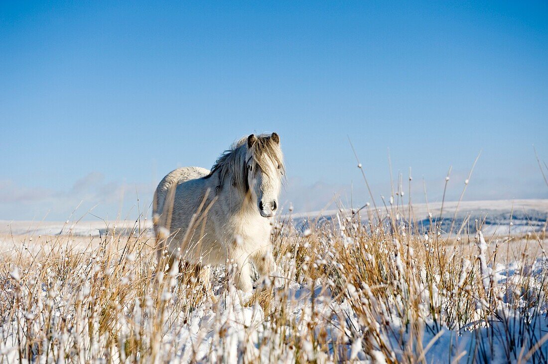 Welsh mountain pony stands on snow covered field, Brecon Beacons national park, Wales