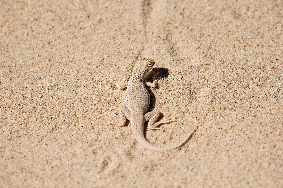 Mojave Fringe-Toed lizard - Uma scoparia, Kelso dunes, Mojave national preserve, California