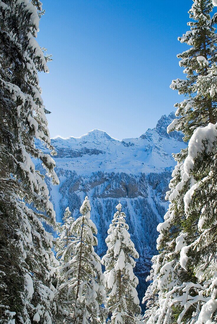 Trees covered with fresh snowfall, Gimmelwald, Switzerland