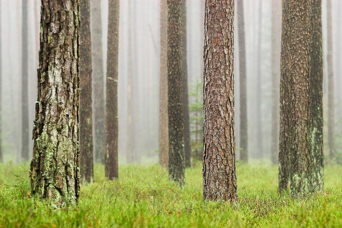 Foggy forest near Auerbach, Germany