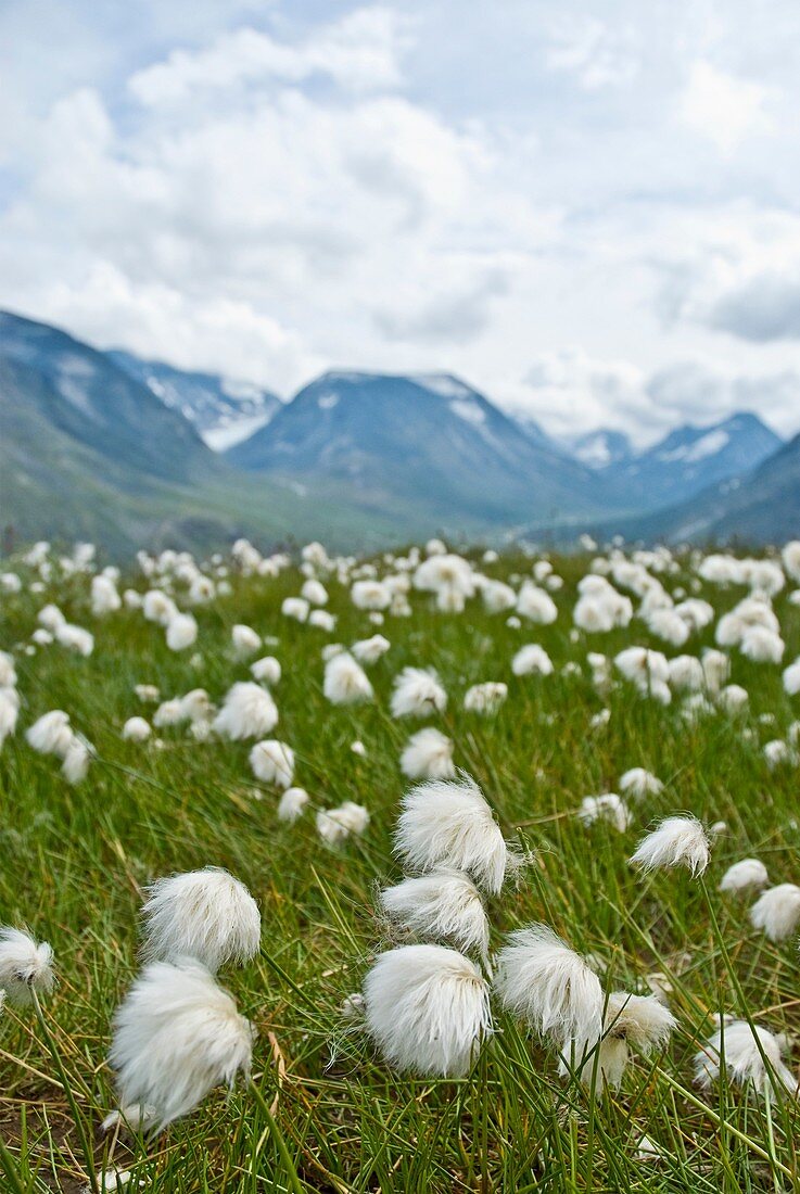 Bog cotton in the mountains of Jotunheimen national park, Norway