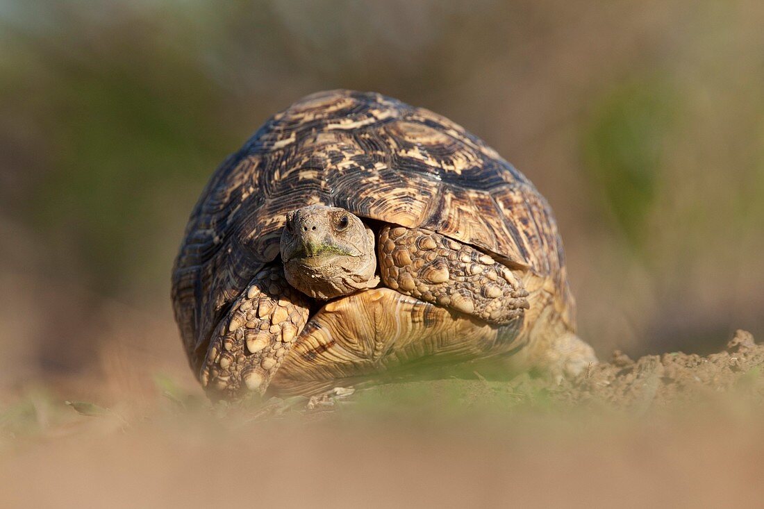 Leopard Tortoise Stigmochelys Pardalis   With retracted front legs   Mashatu Game Reserve  Tuli block, Botswana  November 2010