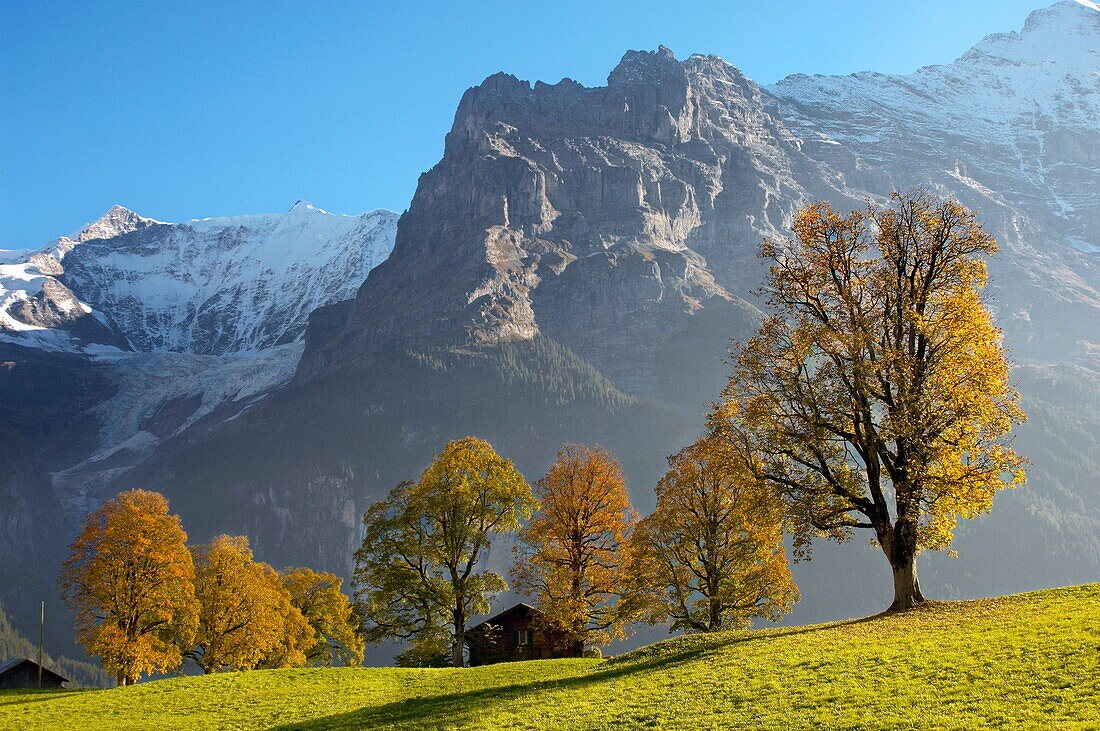 Autumn trees in the Swiss Alps, Grindelwald, Switzerland
