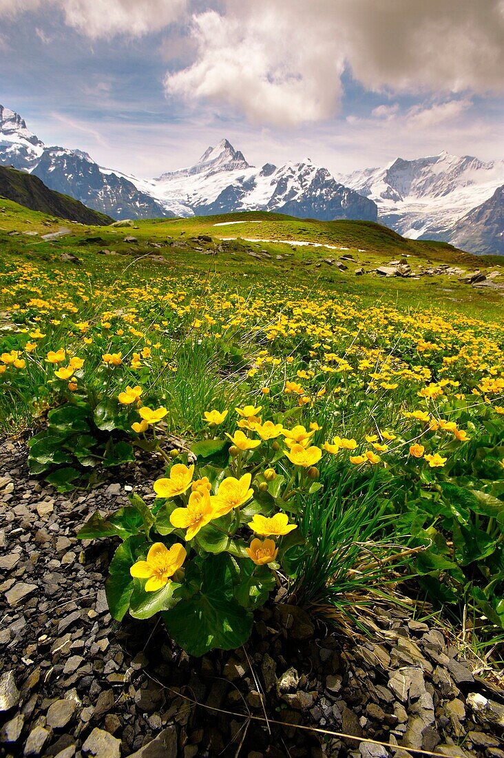 Alpine Marsh Marigolds  Caltha Palustris   Faulhorn Mountain, Bernese Alps  Switzerland