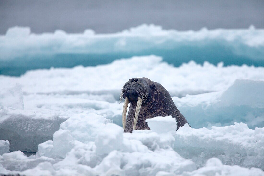 Walrus, Odobenus rosmarus, swimming in Arctic Sea between ice floes, Spitsbergen, Svalbard