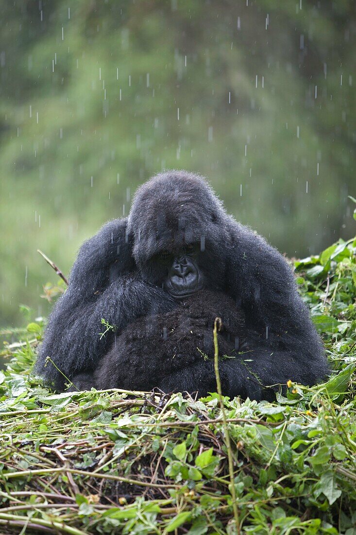 Mountain Gorilla, Gorilla gorilla beringei, female with young sitting on nest in the rain, Volcano National Park, Rwanda