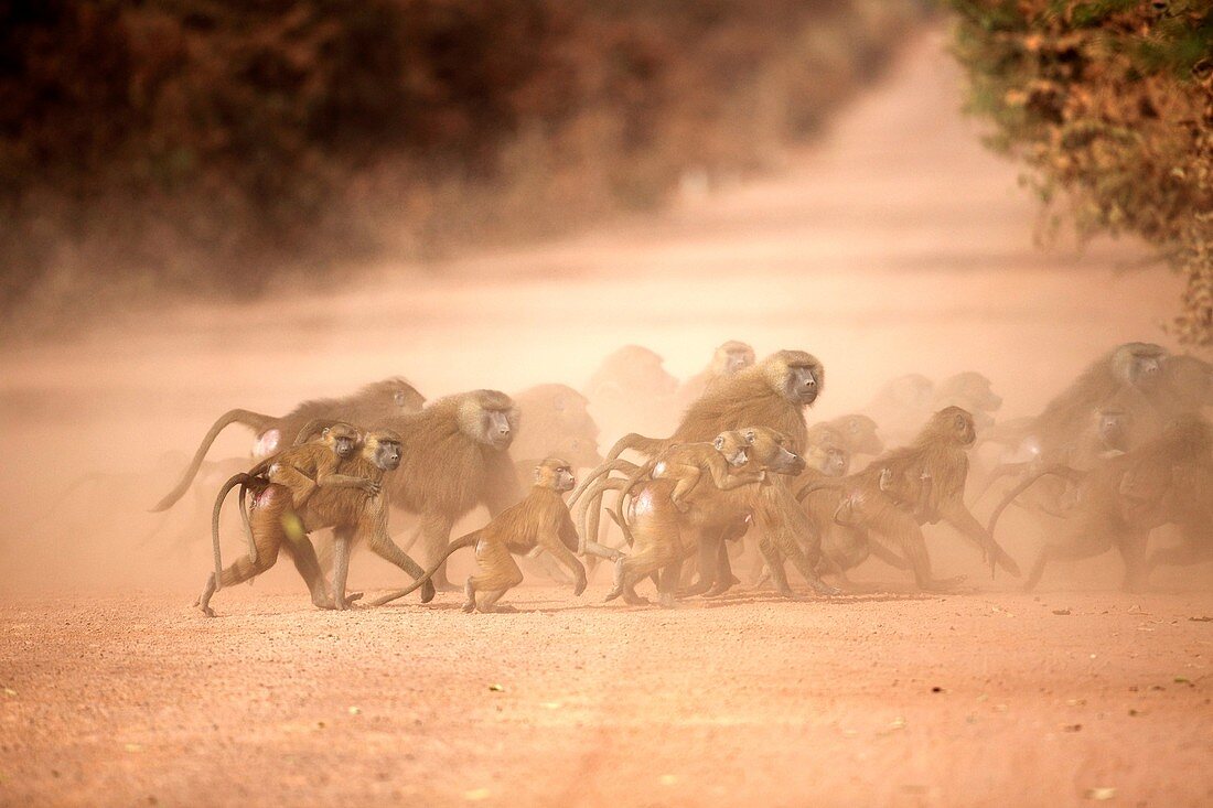 Guinea Baboon, Papio papio, group crossing dirt road, The Gambia