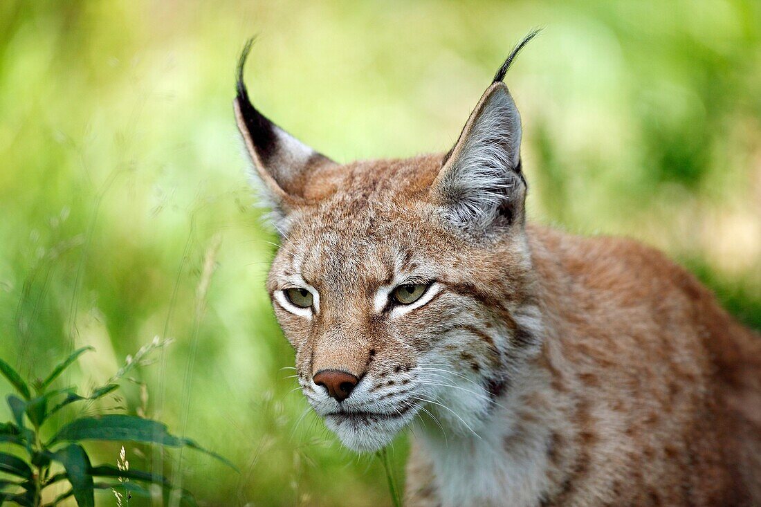 portrait of an Eurasian Lynx, Lynx lynx, Finland