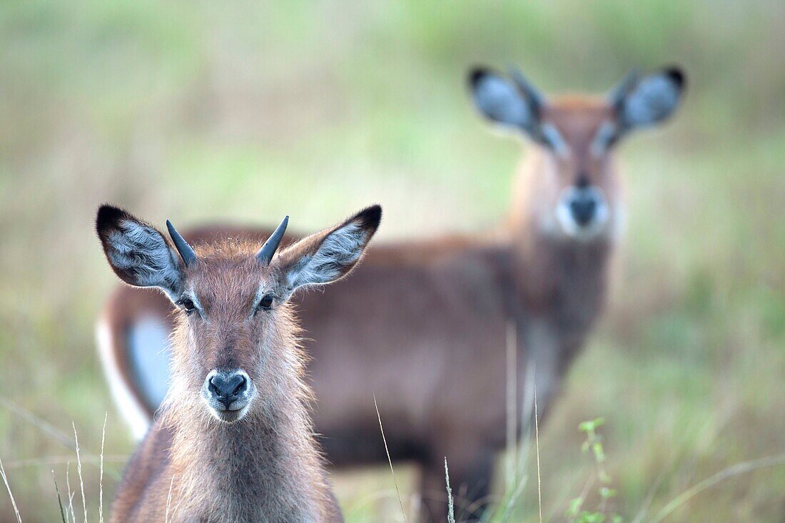 portrait of a Waterbuck, Kobus ellipsiprymnus, Queen Elizabeth National Park, Uganda