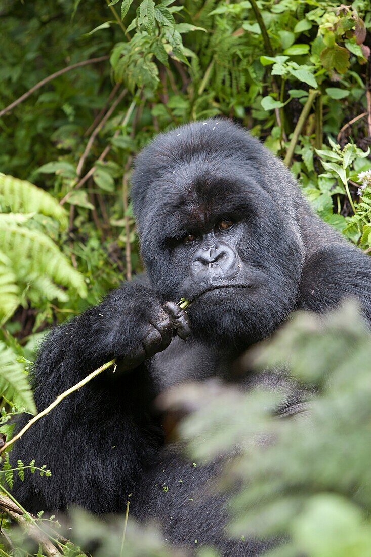 Mountain Gorilla, Gorilla beringei beringei, portrait of a silverback eating plants, Volcanoes National Park, Rwanda