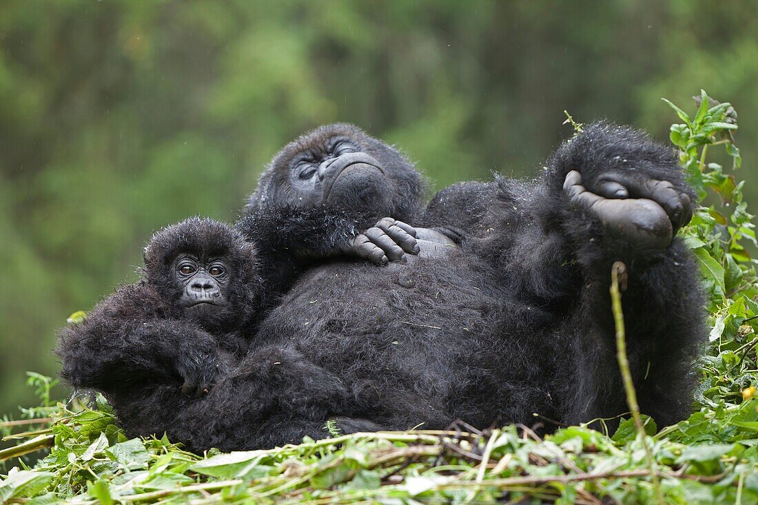 Mountain Gorillas, Gorilla beringei beringei, female with young on nest, Volcanoes National Park, Rwanda