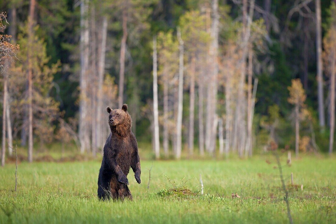 Brown Bear Ursus arctos standing upright at the edge of the forest, Finland