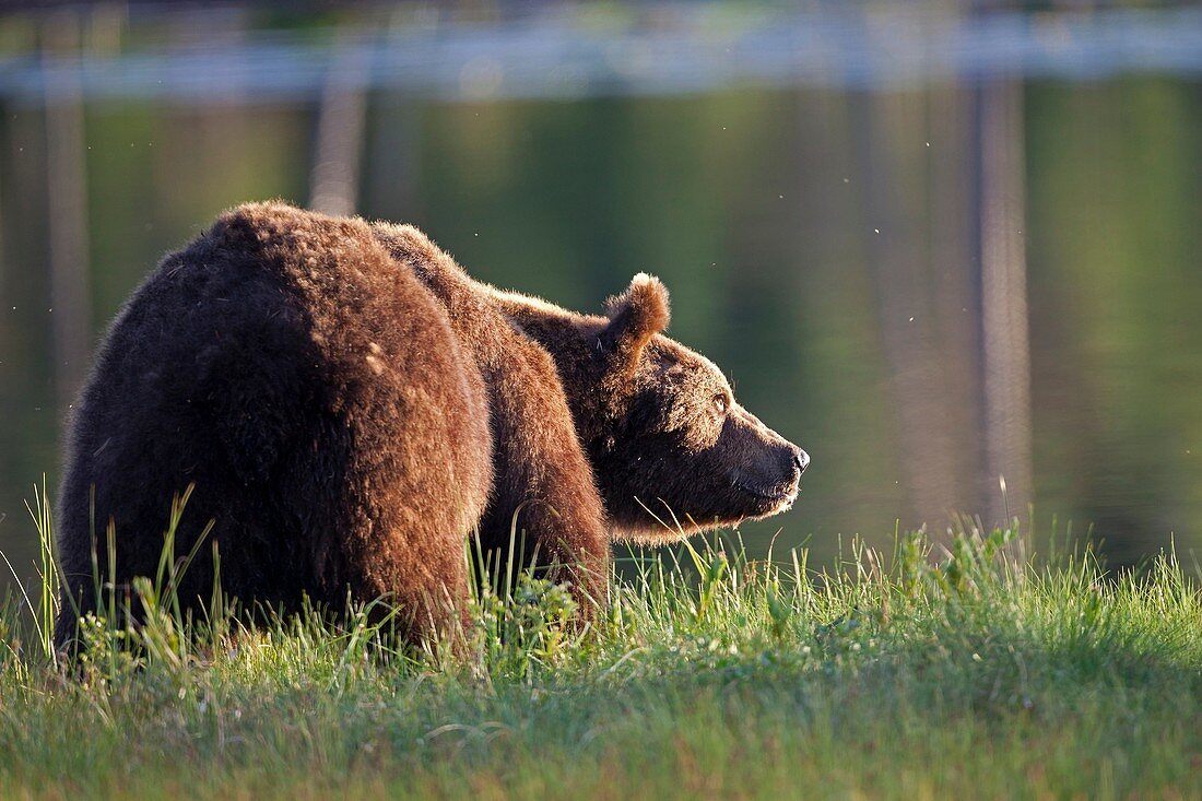 Brown Bear Ursus arctos standing on meadow at lakeshore, Finland