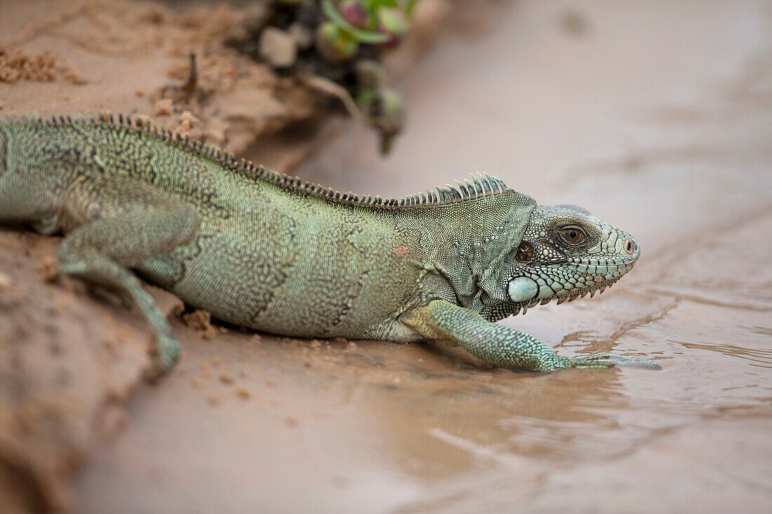 Green Iguana Iguana iguana moving into the water, Rio Paraguay, Pantanal, Brazil