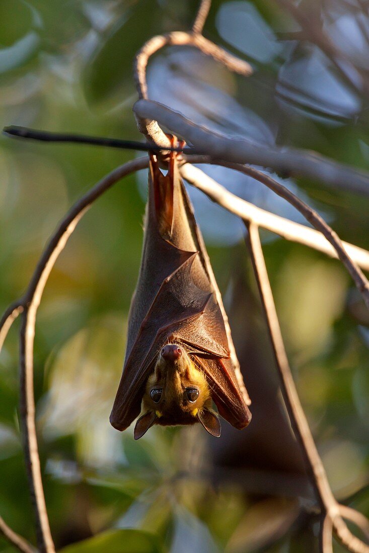 Gambian Epauletted Fruit Bat, Epomophorus gambianus, hanging in tree, The Gambia, Africa