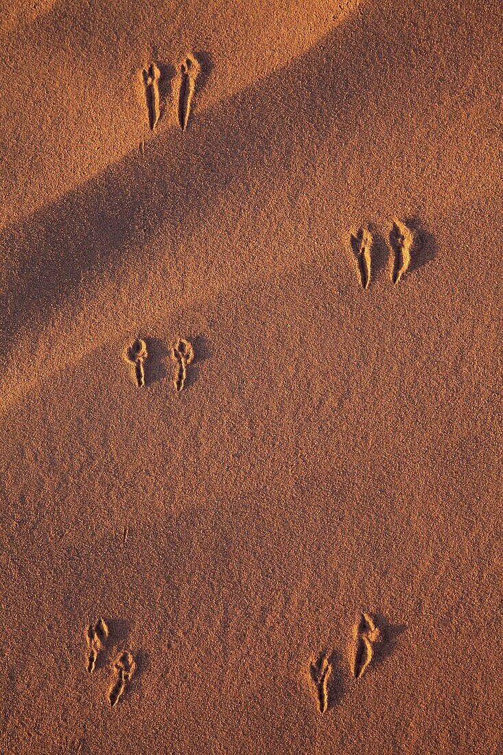 sand-dune with bird tracks, Sahara, Morocco