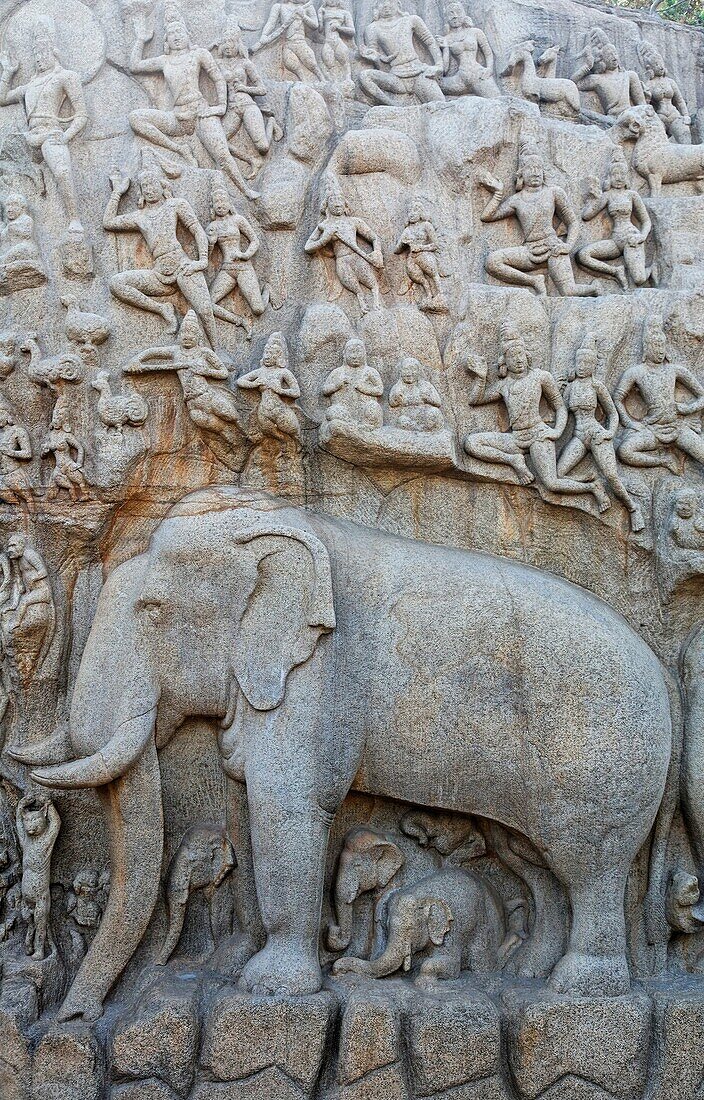 India - Tamil Nadu - Mamallapuram - elephant sculpture at Arjuna´s Penance