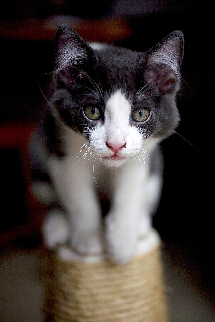 A kitten stands on a scratch post in Mexico City.